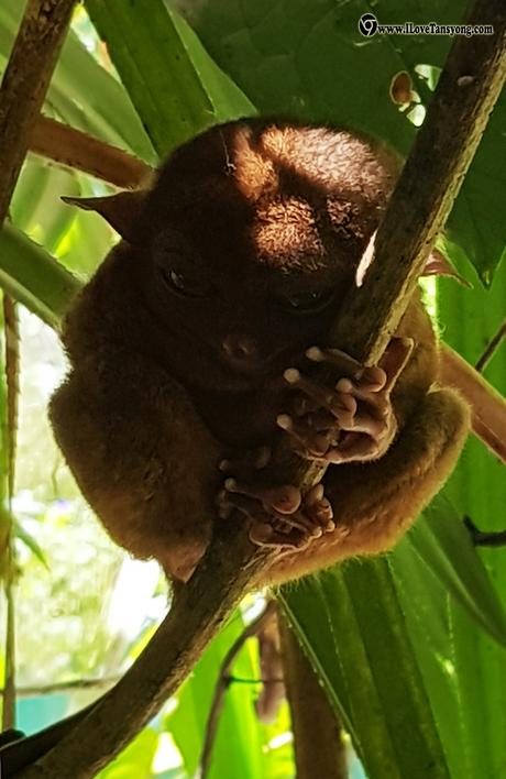 How To Go To Philippine Tarsier  Sanctuary , Corella Bohol To Witness The Smallest Monkey in the World?