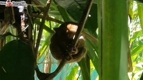 How To Go To Philippine Tarsier  Sanctuary , Corella Bohol To Witness The Smallest Monkey in the World?