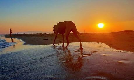That moment in photography when every element is in the right place! 😃😱 . Cet instant en photographie où chaque élément est au bon endroit !😃😱 . www.benheine.com . #beach #plage #benheinephotography #nature #dog #chien #sunset #coucherdesoleil #sea #se...