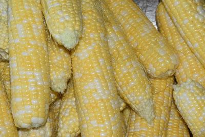 Blue Skies and Corn -- Lots of Corn