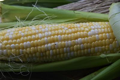 Blue Skies and Corn -- Lots of Corn