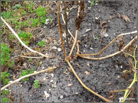 Harvesting Maincrop potatoes