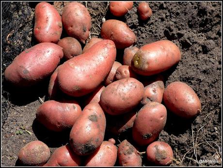 Harvesting Maincrop potatoes