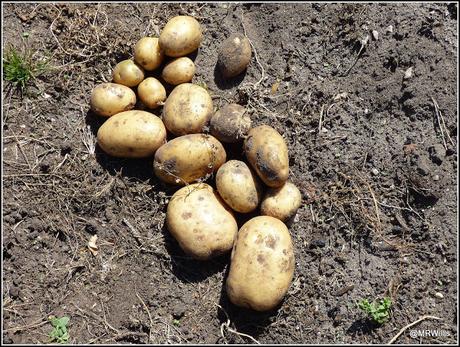 Harvesting Maincrop potatoes