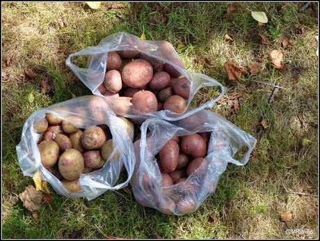 Harvesting Maincrop potatoes