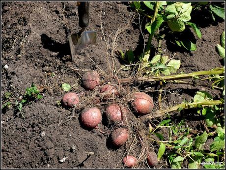 Harvesting Maincrop potatoes