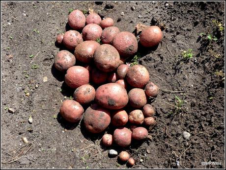 Harvesting Maincrop potatoes