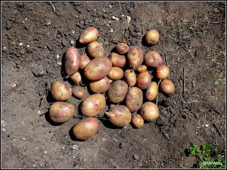 Harvesting Maincrop potatoes