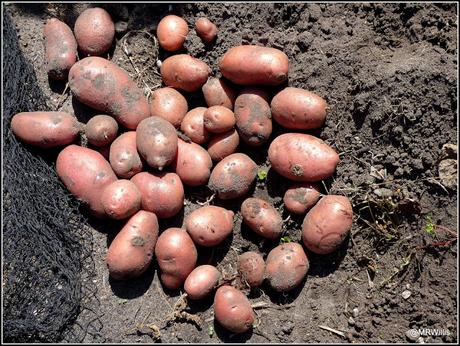 Harvesting Maincrop potatoes