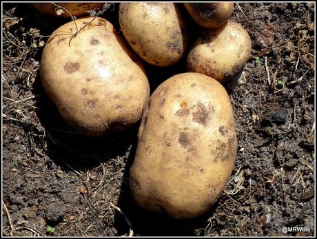Harvesting Maincrop potatoes