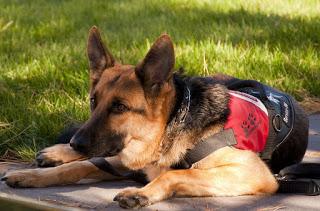 Image: German Shepherd Service Dog, by Skeeze on Pixabay