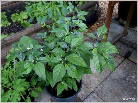 Is it worth over-Wintering chillis?