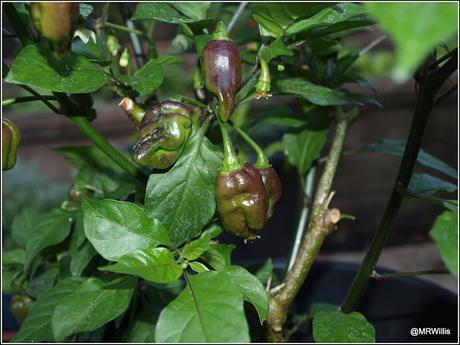Is it worth over-Wintering chillis?