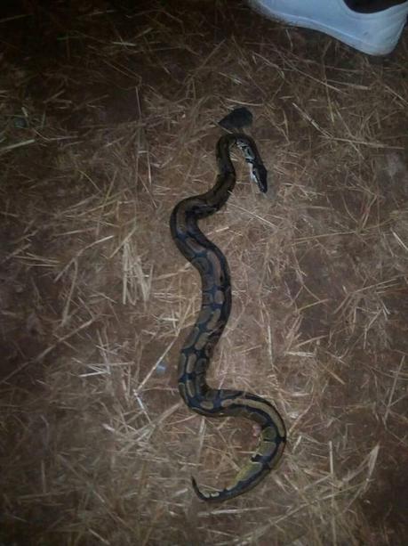 Panic In Kogi NYSC Camp As Corps Members Kill 4th Snake At Night (Photos)