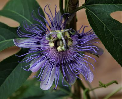 Passsion Flower