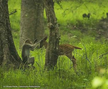 wild photographer