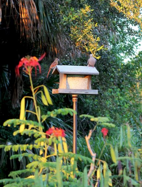 Driftwood Weathering Wood Finish Birdhouse