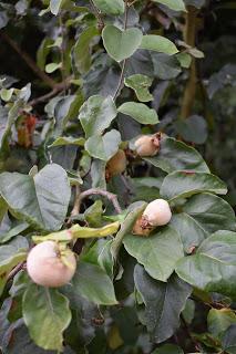 Tree Following August 2018 - The quince count continued