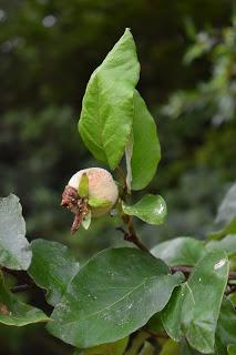 Tree Following August 2018 - The quince count continued