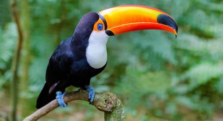 Enchanting Travels Iguazu Tours Colorful toucan at Iguazu Falls