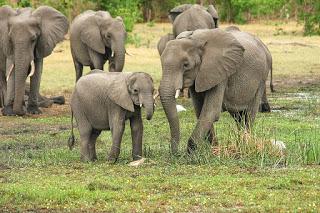 Image: African Bush Elephant, by Michael Siebert on Pixabay