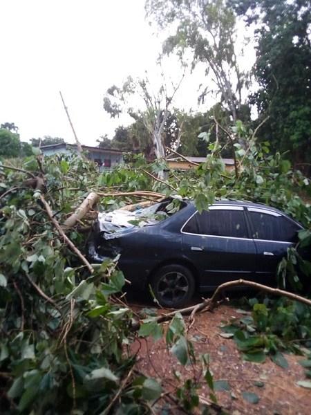 Nasarawa Lawmaker Escapes Death After Huge Tree Fell On His Vehicle (See Photos)