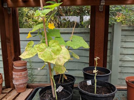 growing mini cucumber seedlings success failure