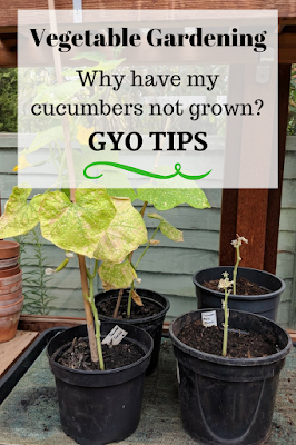 gyo gardening tips why cucumbers not grown