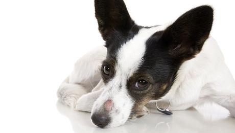 Common Causes, Symptoms and Treatments for Dog Hair Loss