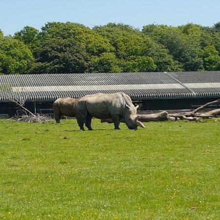 A Birthday Trip to ZSL Whipsnade