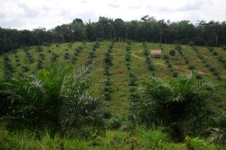 Primate woes where the oil palm grows
