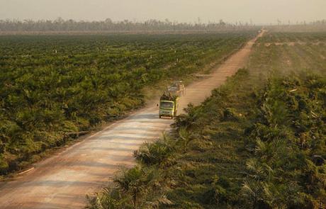 Primate woes where the oil palm grows