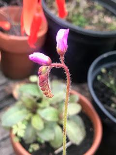 A drosera called Barry