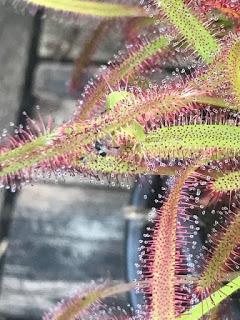 A drosera called Barry