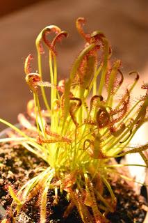 A drosera called Barry