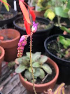 A drosera called Barry