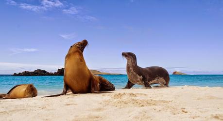 Galapagos sea lions (Zalophus californianus wollebacki) on the beach, Galapagos Islands