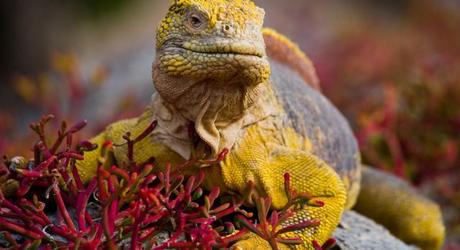 Enchanting Travels South America Tours iguana 1