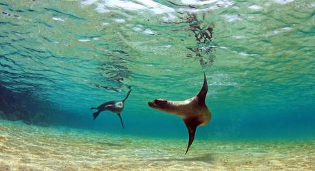 Sea lion swimming underwater in tidal lagoon in the Galapagos Islands