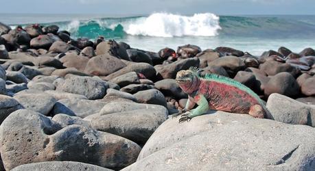 Galapagos Naturreise: Iguana