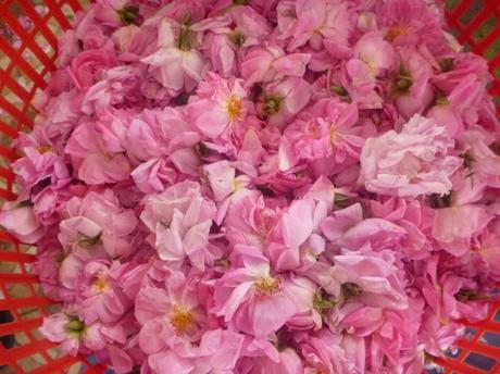Backpacking in Saudi Arabia: Top Sights in Ta’if “City of Roses” Backpacking in Saudi Arabia: Top Sights in Ta’if “City of Roses”