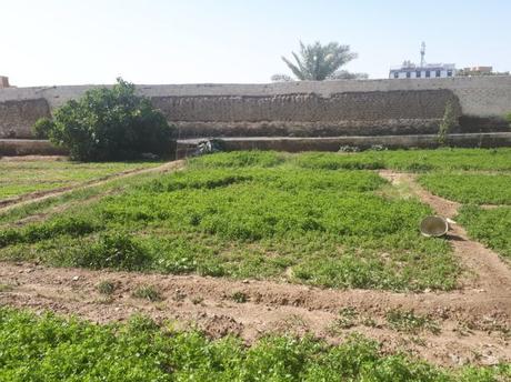 Backpacking in Saudi Arabia: Top Sights in Ta’if “City of Roses” Backpacking in Saudi Arabia: Top Sights in Ta’if “City of Roses”