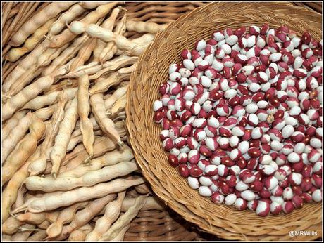 The Shelling Beans are shelled.