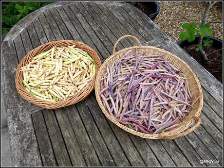 The Shelling Beans are shelled.