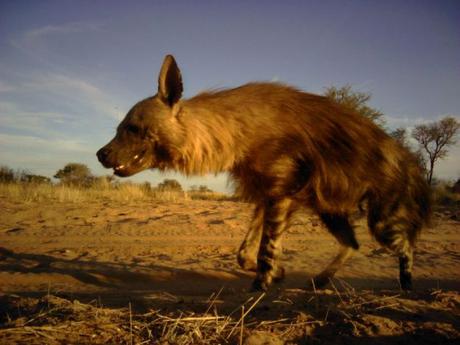 New resource available about brown hyaenas on private land