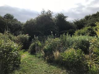 A letter to the garden - August 2018