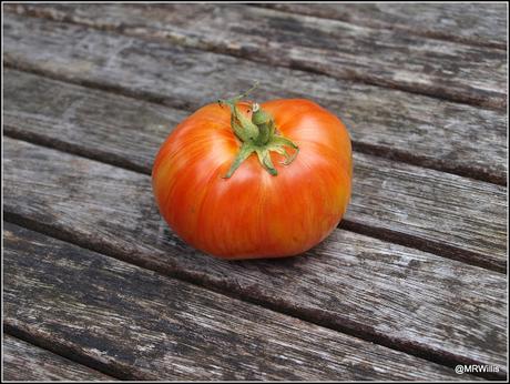 Not all tomatoes are red