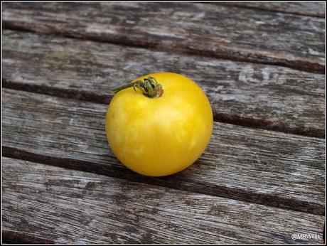 Not all tomatoes are red