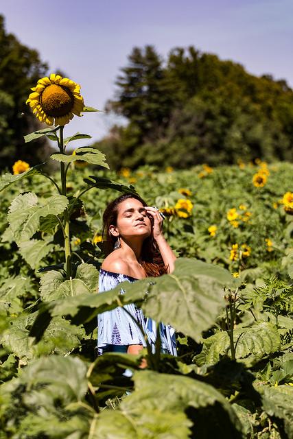 Sunflower Fields Tanvii.com