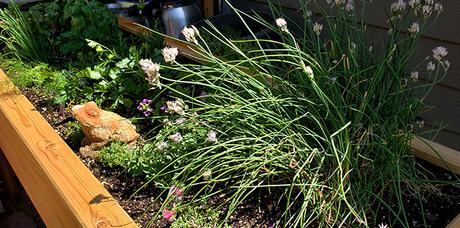 Roasted Beet Salad with Oranges, Pecans & Feta Cheese Roasted Beet Salad with Oranges, Pecans & Feta Cheese